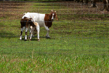 Goat and kids near Kuranda in Tropical North Queensland, Australia