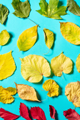 Creative flat out of colorful Autumn leaves isolated on blue Background. Autumn minimalism concept. Top view flat lay with yellow, red and green leaf.