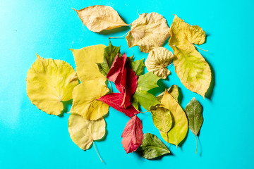 Fototapeta na wymiar Creative flat out of colorful Autumn leaves isolated on blue Background. Autumn minimalism concept. Top view flat lay with yellow, red and green leaf.