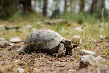 Brown turtle crawling on the ground in the park