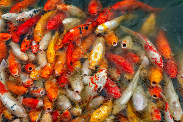 group of multi-colored koi carps