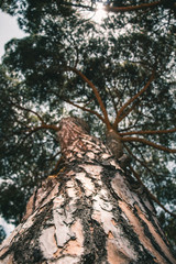 High tree with sunlight leaking though the leaves on the background. Nature and ecology concept.