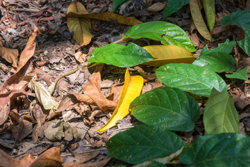 autumn leaves on the ground