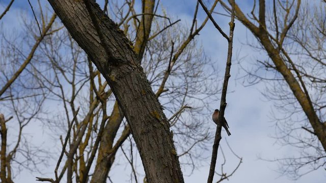 Chaffinch on a tree in the forest.