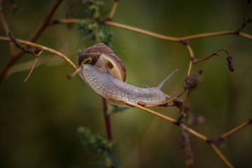 Live snail in the wild in the countryside