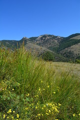 montagne et herbe verte genet