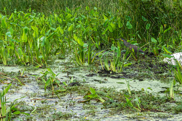 Beautiful view of the wetland in Palo Seco national park in Costa Rica