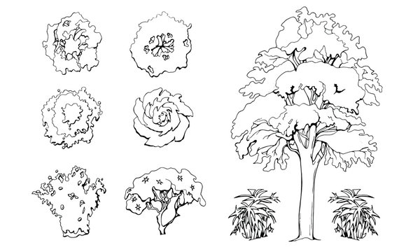 Various trees, bushes and shrubs, top view for landscape design plan. Set of vector illustrations, isolated black on white background.