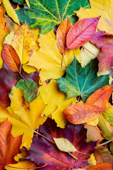 Autumn background of yellow and colored leaves,