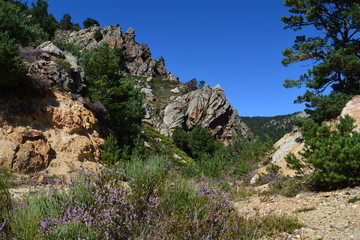 Paysage de montagne avec herbe rose de bruyère