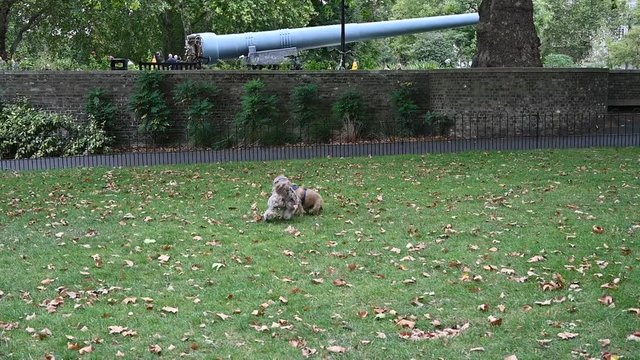 Three dogs running and playing in a London Park during autumn