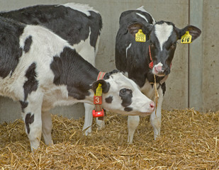 Calf. Calves in stable. Farming. Cows. Cattle breeding. Netherlands