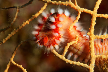 The bearded fireworm (Hermodice carunculata) from Telascica Nature Park