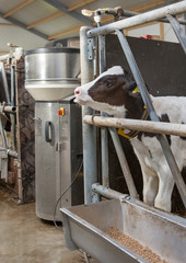 Feeding machine. Calf. Calves in stable. Farming. Cows. Cattle breeding. Netherlands