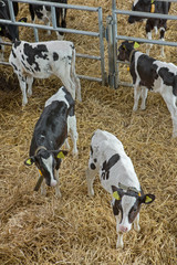 Calf. Calves at stable. Farming. Netherlands. Cows