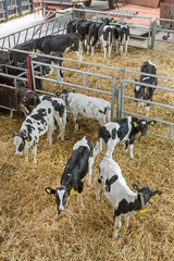 Calf. Calves at stable. Farming. Netherlands. Cows