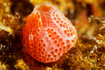 Sea strawberry (Aplidium elegans) from Telascica Nature Park