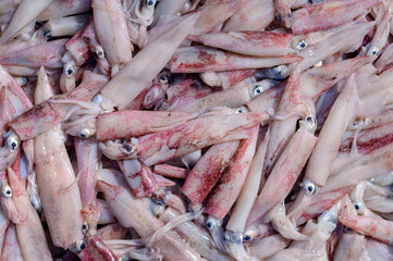 Fresh squids at the market
