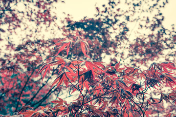 Red-leafed maple. Red-leafed maple tree. Natural background. Selective focus.