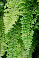 Fern leaves for nature Background.