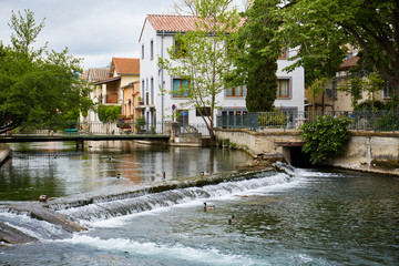 Fototapeta na wymiar River ducks in L'Isle-sur-la-Sorgue France