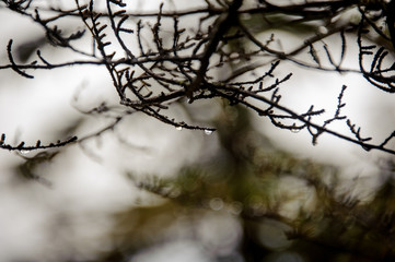 Fototapeta na wymiar Naked branch with a little raindrops on it