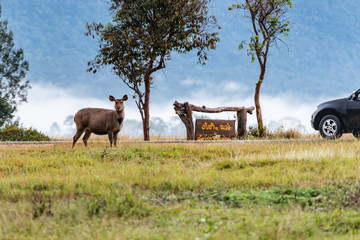 A female Samba Deer in Khao Yai National Park, Thailand