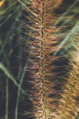  little iron weed with sunrise background wallpaper