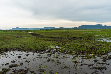 Beautiful view of the wetland in Palo Seco national park in Costa Rica