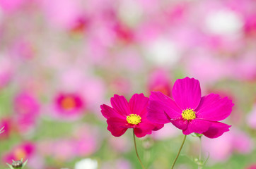 closeup of pink cosmos flowers