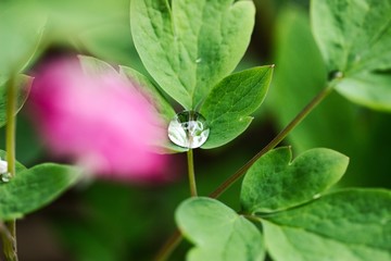 Regentropfen 
