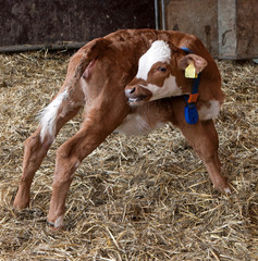 Calf. Calves at stable. Farming. Netherlands. Cows 