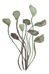 Algae and underwater plants, located deep under the water of the seas and oceans, as well as other freshwater bodies. Watercolor hand drawn illustration