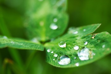 Fototapeta premium Regentropfen 