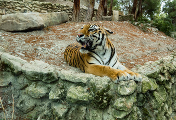 Fototapeta na wymiar Beautiful tiger lying. The tiger was photographed in the open space of the Safari Park. Tiger close-up photo.