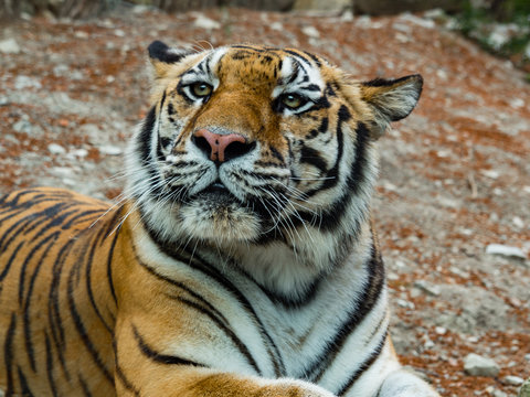 Beautiful tiger lying. The tiger was photographed in the open space of the Safari Park. Tiger close-up photo.