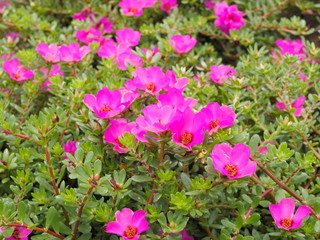 Beautiful pink flowers Common Purslane (Portulaca oleracea) also known as verdolaga, red root, or pursley. Blossom blooming on branches with green leaves texture background.