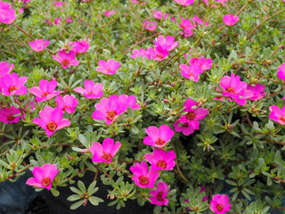 Beautiful pink flowers Common Purslane (Portulaca oleracea) also known as verdolaga, red root, or pursley. Blossom blooming on branches with green leaves texture background.