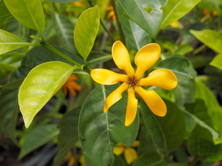 Fototapeta premium Beautiful Golden gardenia (Gardenia tubifera) blossom blooming in garden with green leaves nature blurred background.