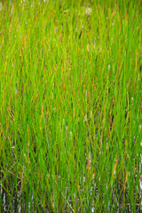grass with water drops of dew