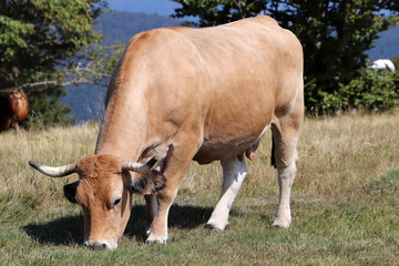 La vache brune dans la prairie