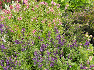 Soft focus Spring Pink, purple and red forget me not flowers or Scorpion grasses (Myosotis arvensis) blossom blooming on branches in garden with green nature blurred background.