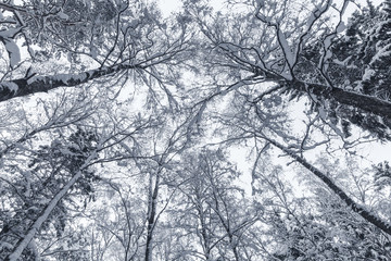 Snowy trees over white sky background
