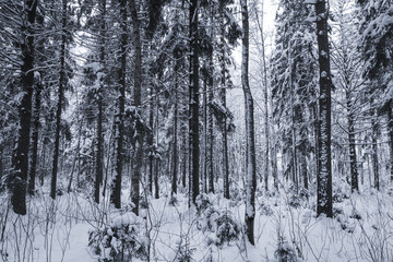 Dark snowy European forest in winter