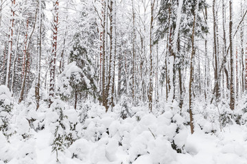 Landscape with snowy spruces in winter