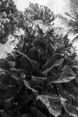 Spotted betel leaves green leaves background