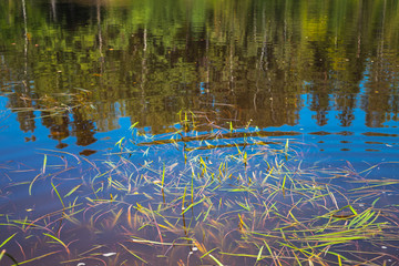 Coastal grass under lake water