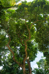 tree in the forest
