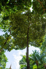trees in the forest