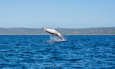 Humpback Whale Breaching